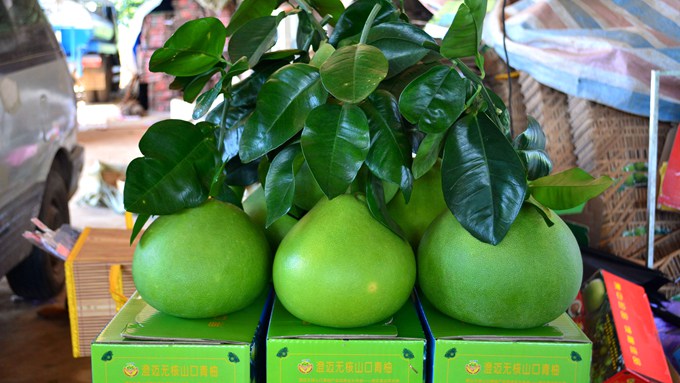 山口青柚——绿色、天然、好吃的柚子